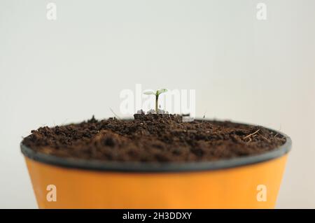 La cannabis germogliava da vicino isolato in background. Giovane marijuana fresca. La canapa del bambino con le foglie piccole cresce in terra di cocco, la disposizione piatta. Microfono Foto Stock