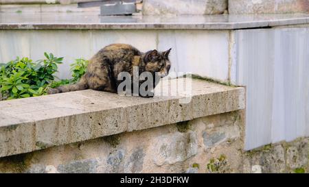 Gatto giallo e nero su muro di pietra e roccia con conrete in un giardino di moschea verde (yesil camii) Bursa Foto Stock