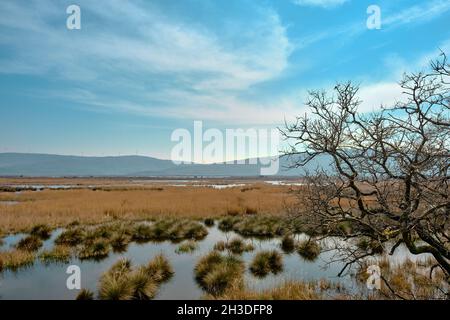 Foresta di pianura in Karacabey Bursa e piccolo stagno coperto da una grande quantità di fiori bianchi margherite su muschio e palude Foto Stock