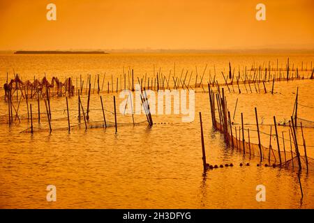 Piantagione di riso al tramonto a la Albufera. Valencia. Spagna Foto Stock