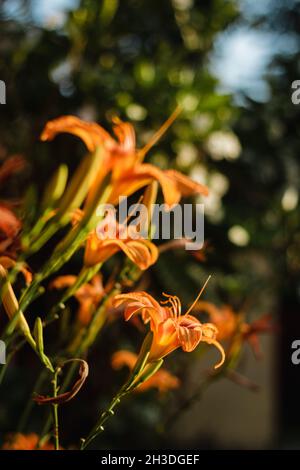 Orange Daylily ; nome scientifico: Hemerocallis Fulva Foto Stock