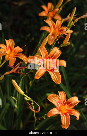 Orange Daylily ; nome scientifico: Hemerocallis Fulva Foto Stock