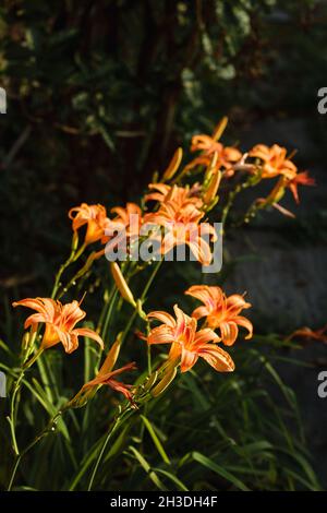 Orange Daylily ; nome scientifico: Hemerocallis Fulva Foto Stock