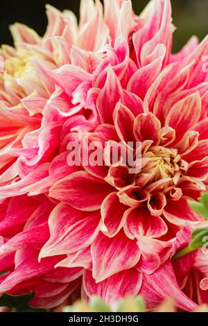 Completamente fiorito rosa e giallo dahlias nel giardino. Foto Stock