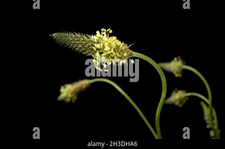 Plantago lanceolata è una specie di pianta fiorente, nomi comuni ribwort plantain, flantain a foglia stretta, plantain inglese, ribeaf, lingua agnelli, e b Foto Stock
