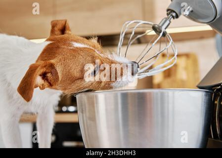 Frusta del miscelatore elettrico della cucina del cazzo del cane. Animale domestico affamato Foto Stock