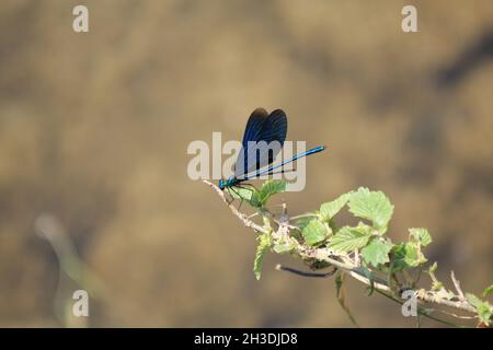 La libellula blu si riposa sul ramo con foglie Foto Stock