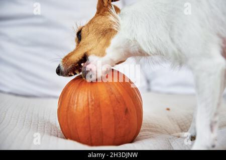 Jack Russell terrier cane gnaw zucca arancione. Divertente animale domestico. Foto Stock