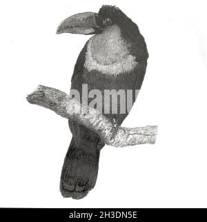 Toucan a gola bianca (Ramphastos tucanus) 2019, matita di grafite su carta, Foto Stock