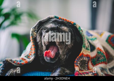 Divertente espressione di stanco nero pug cane pigro sul divano con coperta colorata. Stile di vita animale domestico e concetto di ritratto bello doggy Foto Stock