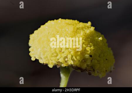 Crassedia variabilis (J.Everett & Doust) onde nella brezza primaverile su un fusto alto 30 cm. Foto Stock