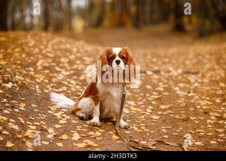corre su foglie cadute su un guinzaglio di cane Foto Stock