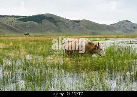 Mucca che cammina attraverso l'acqua nel delta del fiume Anga che scorre nel lago Baikal. Distretto di Olkhonsky, Irkutsk Oblast, Russia. Foto Stock