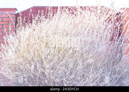 Lussureggiante erba selvaggia coperta di hoarfrost contro recinzione cortile Foto Stock