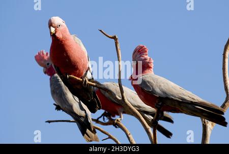 Galah (Eolophus roseicapilla, Cacatua roseicapilla), gruppo arroccato su un albero morto, Australia, Australia Foto Stock