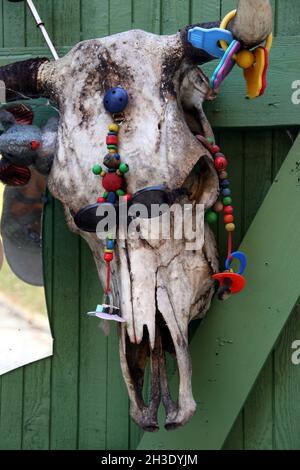 Bovini domestici (Bos primigenius F. taurus), testa di vacca su parete di legno decorata con catene di succhietto, sonaglino e occhiali da sole, Austria Foto Stock