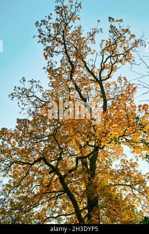 Rovere (Quercus spec.), con foglie d'autum contro il cielo blu, Germania, niedersachsen Foto Stock