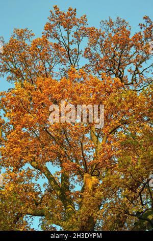 Rovere (Quercus spec.), con foglie d'autum contro il cielo blu, Germania, niedersachsen Foto Stock