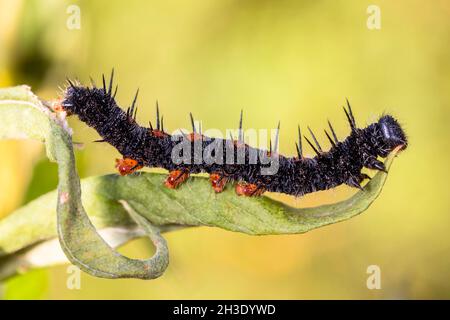 Camberwell Beauty (Nymphalis antiopa), bruco sul mangime, Germania Foto Stock