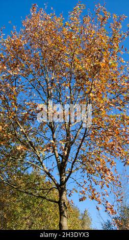 Rovere (Quercus spec.), con foglie d'autum contro il cielo blu, Germania, niedersachsen Foto Stock