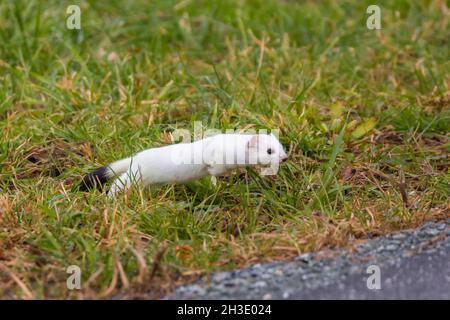 Ermine, Stoat, donnola a coda corta (Mustela erminea), in pelliccia d'inverno, saltando dall'erba su una strada , Germania Foto Stock