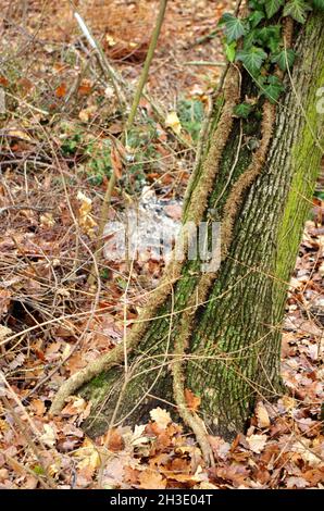 Ivy, Hedera Helix o l'edy europeo che si arrampica sulla corteccia grezza di un albero.Ivy che si arrampica e affissa alla corteccia del gambo dell'albero con le sue radici aeree. Foto Stock