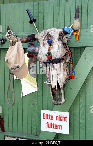 Bestiame domestico (Bos primigenius F. taurus), testa di vacca su parete di legno decorata con catene di baby-succhietto, sonaglino e occhiali da sole del bambino, segno: Non Foto Stock