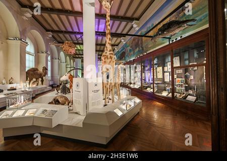 Reportage Museum d'Histoire Naturelle, Palais Longchamp, Marsiglia : interno Foto Stock