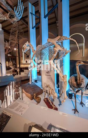 Reportage Museum d'Histoire Naturelle, Palais Longchamp, Marsiglia : interno Foto Stock