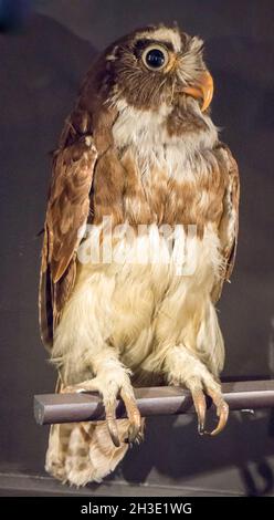 Reportage Museum d'Histoire Naturelle, Palais Longchamp, Marsiglia Foto Stock