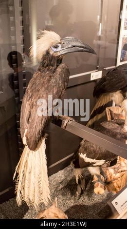 Reportage Museum d'Histoire Naturelle, Palais Longchamp, Marsiglia : calao colilargo Foto Stock