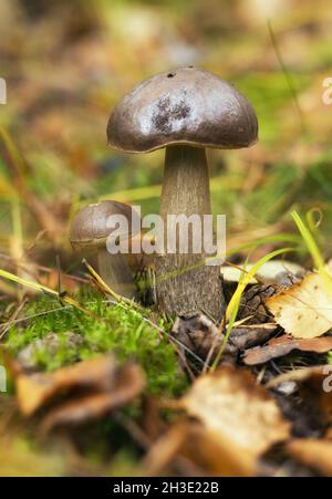 Funghi Bolete, funghi selvatici (Boletus pinophilus) Foto Stock