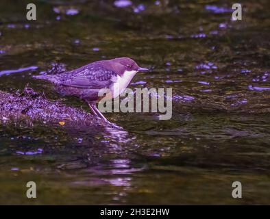 Il delizioso Dipper che si posa in Northumberland Stream Foto Stock