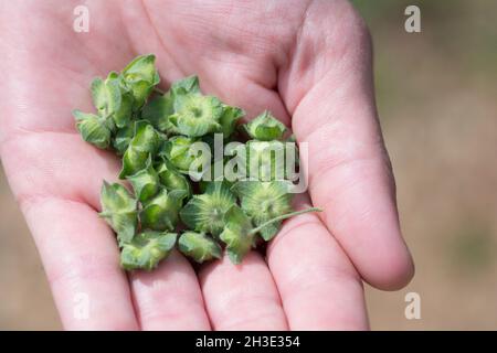 Mano piena di frutti di Malva nicaeensis, una specie di piante da fiore della famiglia delle mogli conosciuta con i nomi comuni di manto di toro e di manto francese Foto Stock