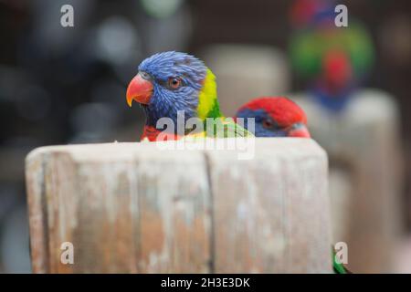 Ritratto di un pappagallo arcobaleno (Trichoglossus moluccanus), comune lungo la costa orientale, dal Queensland settentrionale al South Australia, hidd Foto Stock