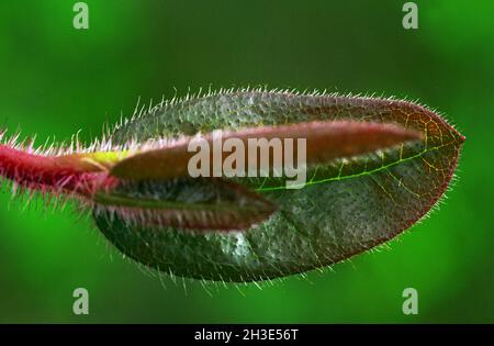 Germoglio di papavero solitario e uno sfondo verde Foto Stock