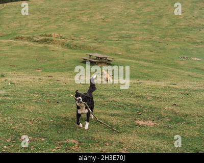Adorabili cani giocosi con ramo d'albero che corre su campo erboso con tavolo in legno e panchine in campagna il giorno d'estate Foto Stock