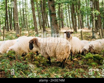 Gregge di pecore soffici con macchie tinte su lana in piedi vicino agli alberi verdi in campagna in giorno di sole Foto Stock