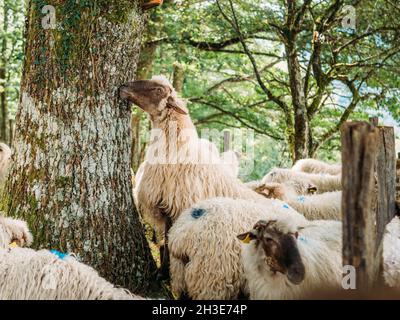 Gregge di pecore soffici con macchie tinte su lana in piedi vicino agli alberi verdi in campagna in giorno di sole Foto Stock