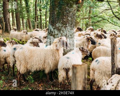 Gregge di pecore soffici con macchie tinte su lana in piedi vicino agli alberi verdi in campagna in giorno di sole Foto Stock