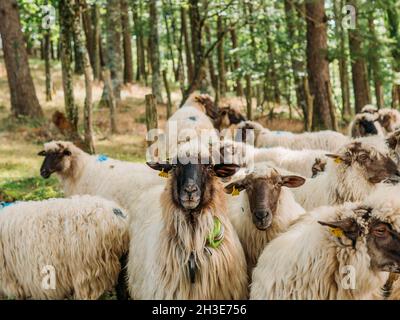 Gregge di pecore soffici con macchie tinte su lana in piedi vicino agli alberi verdi in campagna in giorno di sole Foto Stock