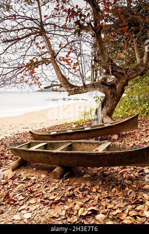 Vecchie barche di legno vuote poste tra le foglie cadute sotto l'albero vicino alla spiaggia sabbiosa e l'oceano a São Tomé e Príncipe alla luce del giorno Foto Stock