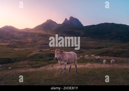 Mandria di mucche pascolo su prato verde erboso vicino a ruvida cresta di montagna contro cielo nuvoloso in natura il giorno d'estate Foto Stock