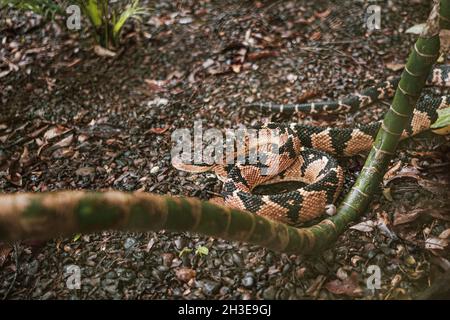 Da sopra di pericoloso serpente venoso Lachesis Muta strisciando sul terreno in habitat naturale Foto Stock