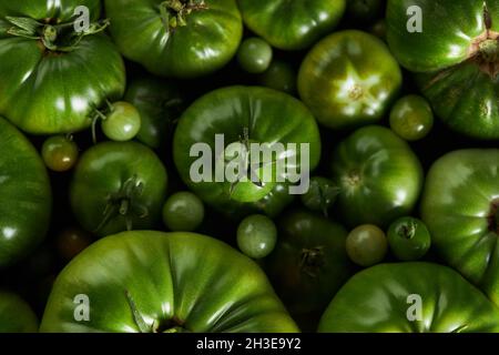 Da sopra di un pomodoro a bacca sottodimata sopra un mazzo di pomodori verdi Foto Stock