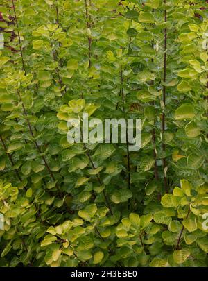 Primo piano di cotinus coggygria Golden Spirit Ancot kerr low. Foto Stock