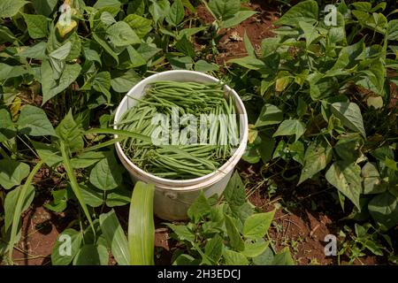 Le immagini delle mani che tengono i mangimi agricoli producono prodotti come i fagioli verdi francesi, il grano essiccato e il pepe verde nella fattoria Foto Stock