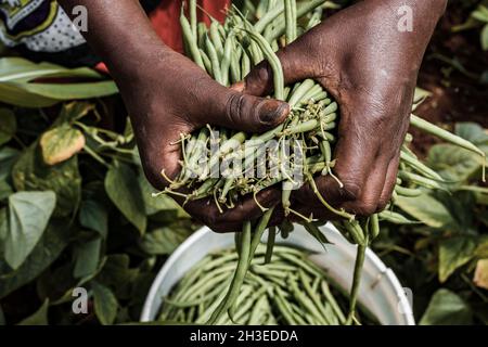 Le immagini delle mani che tengono i mangimi agricoli producono prodotti come i fagioli verdi francesi, il grano essiccato e il pepe verde nella fattoria Foto Stock