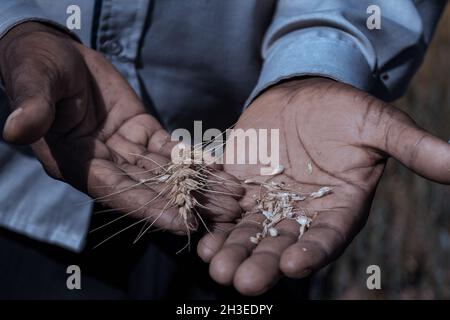 Le immagini delle mani che tengono i mangimi agricoli producono prodotti come i fagioli verdi francesi, il grano essiccato e il pepe verde nella fattoria Foto Stock