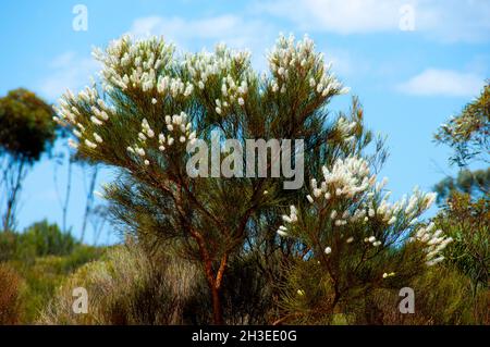 Grivillea candelabri arbusti - Australia Occidentale Foto Stock